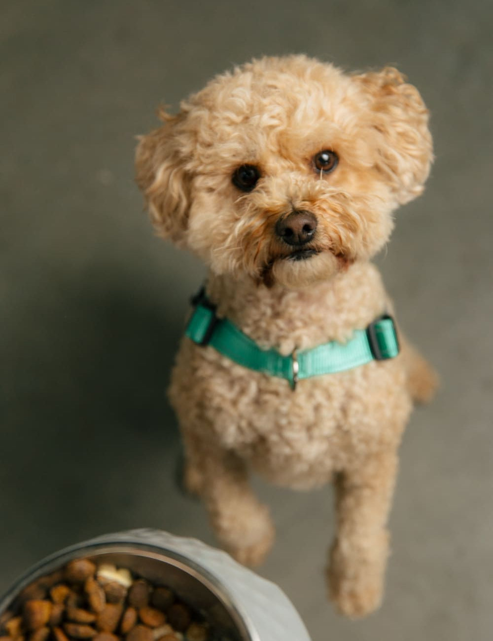 What are These Strange Dog Behaviors Trying to Tell You?