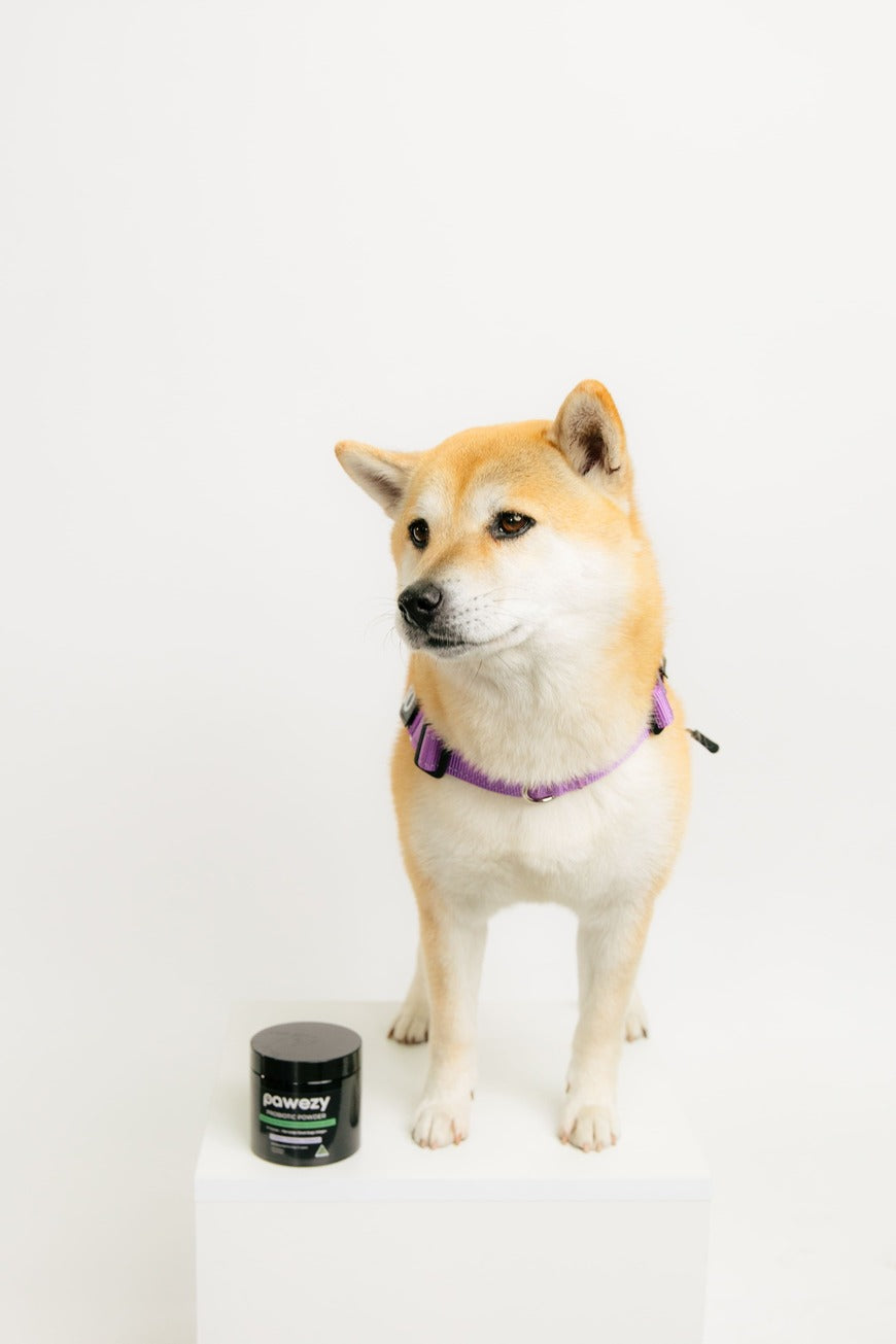 Is Your Dog’s Gut Health the Hidden Cause Behind Itching, Paw Licking, and Allergies?