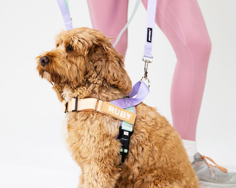 How Do I Know If My Dog Needs a Harness?