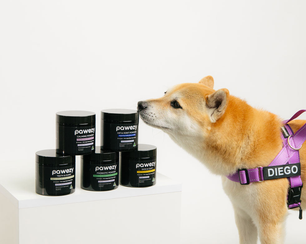 What are the Best Supplements for Senior Dogs? Types and Recommendations
