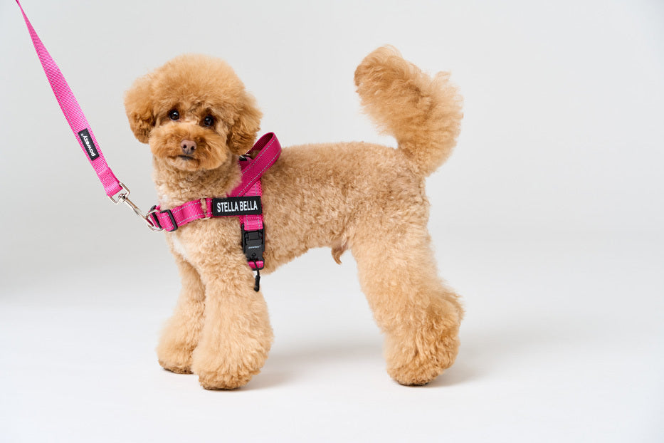 Tips for Unleashing Your Pet’s Style with Matching Leash and Harness Sets