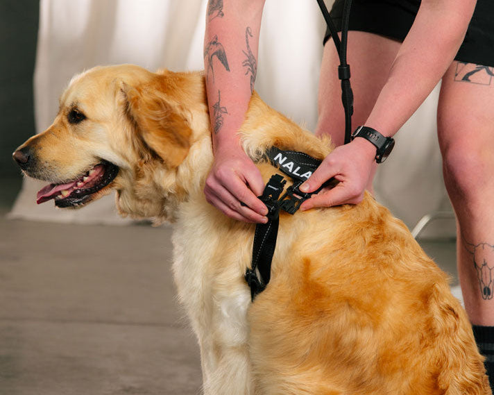 5 Steps to Help a Fearful Dog Feel Comfortable Wearing an All-Day Harness