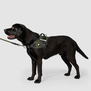 EasyFit Flex No-Pull Harness