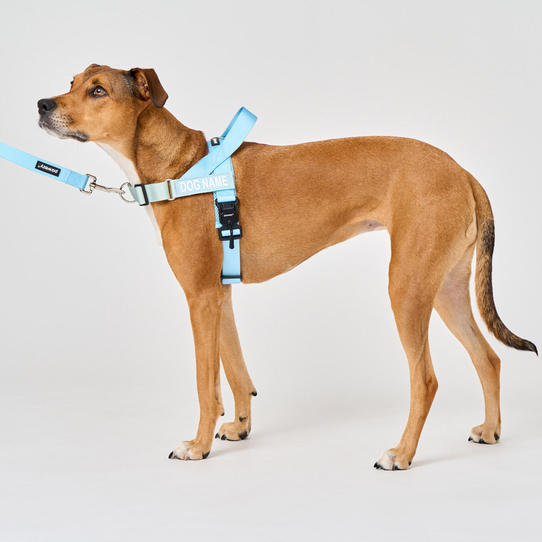 EasyFit Air No-Pull Harness