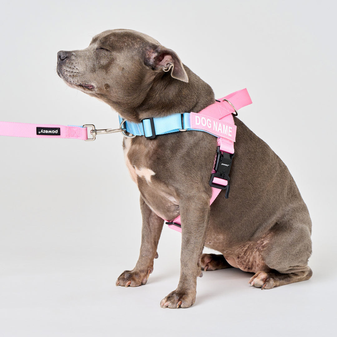 EasyFit Air No-Pull Harness