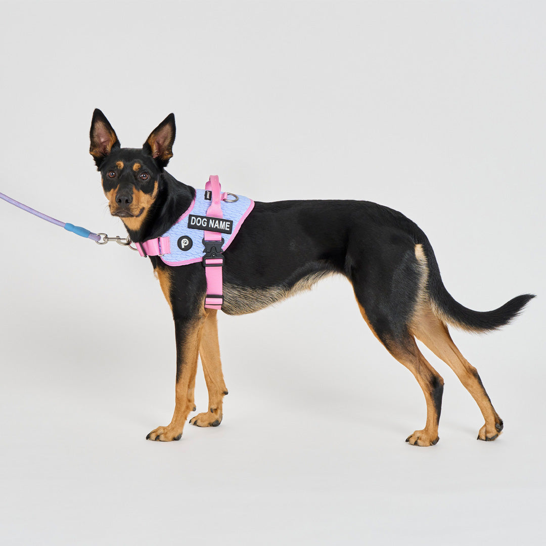 Flex No-Pull Harness
