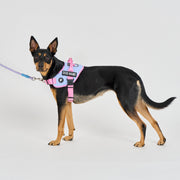 Flex No-Pull Harness