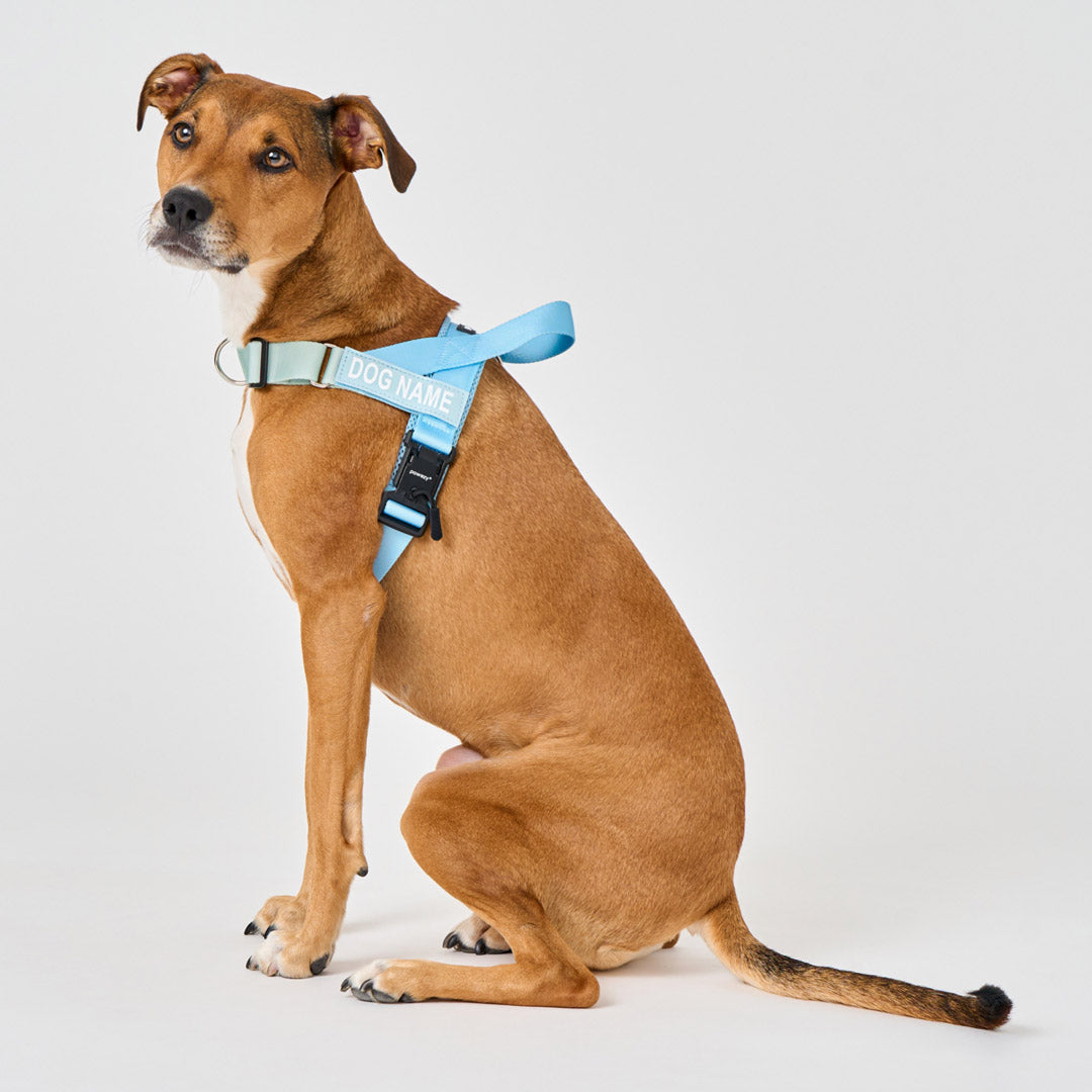 EasyFit Air No-Pull Harness