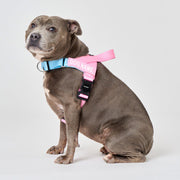 EasyFit Air No-Pull Harness