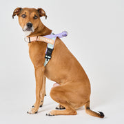 EasyFit Air No-Pull Harness