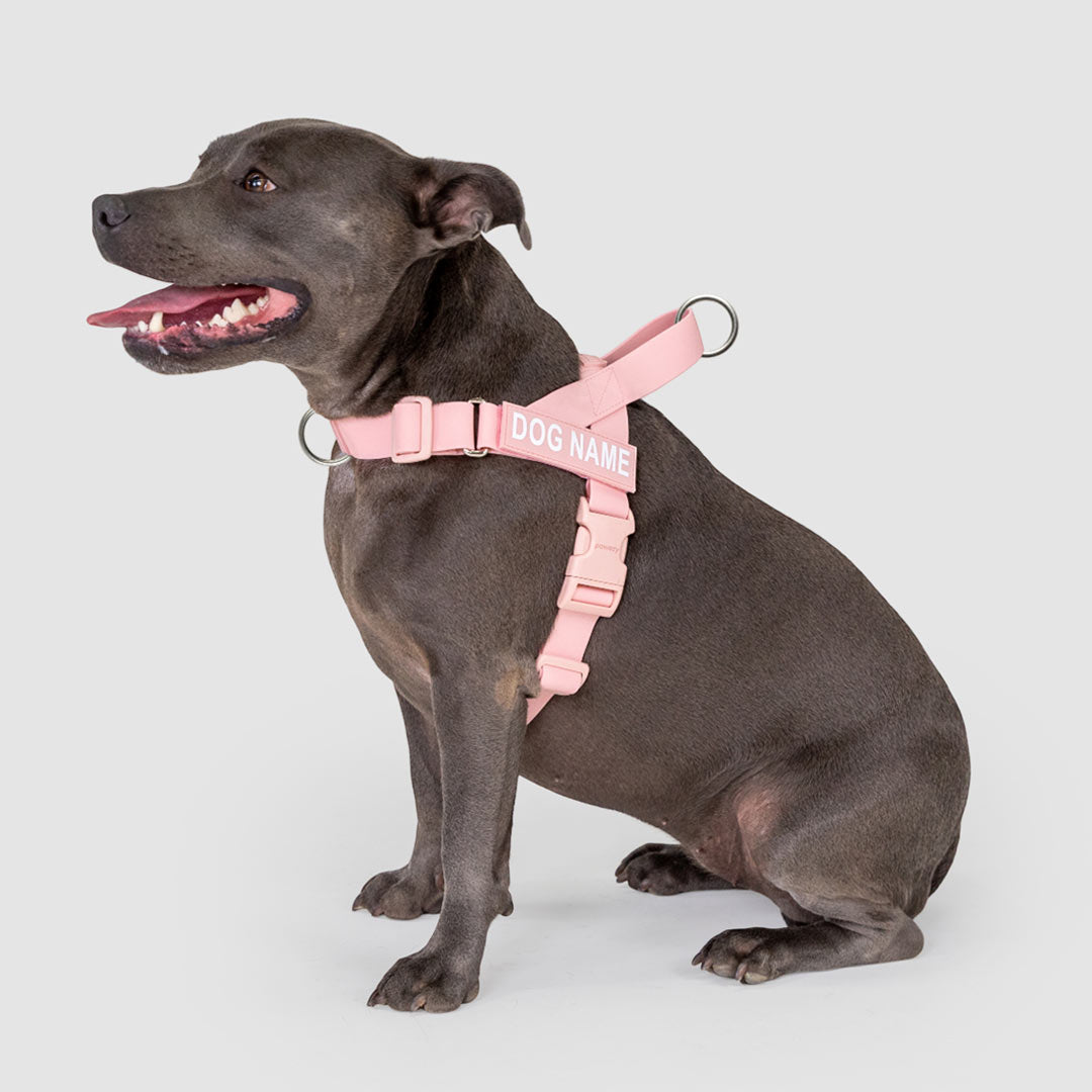 EasyFit Swim No-Pull Harness
