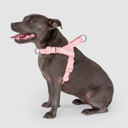 EasyFit Swim No-Pull Harness