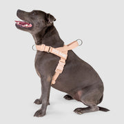 EasyFit Swim No-Pull Harness
