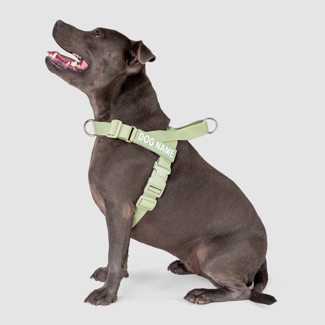 EasyFit Swim No-Pull Harness