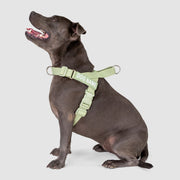 EasyFit Swim No-Pull Harness