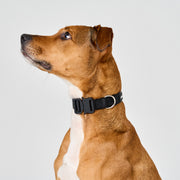 EasyFit Elite Collar