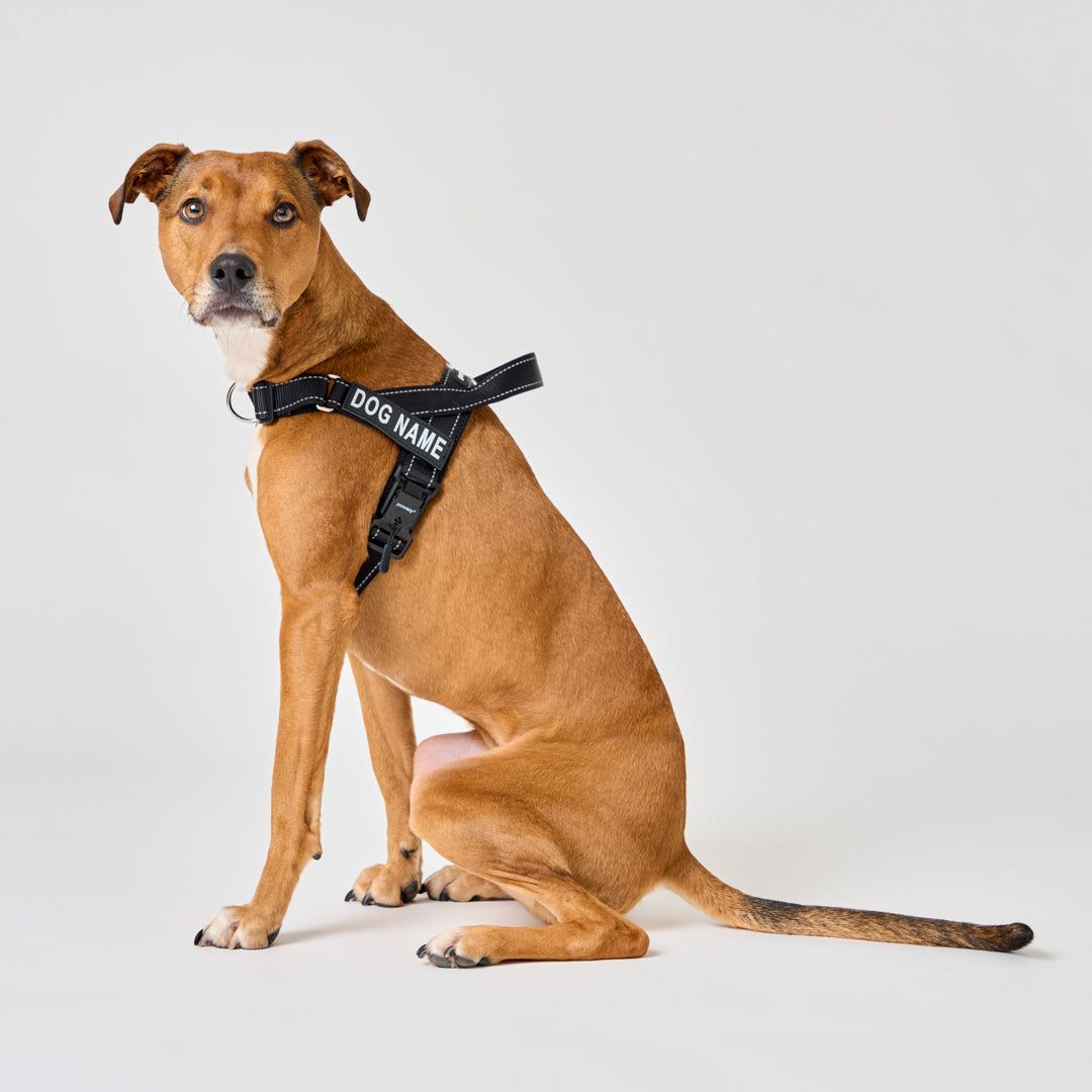 EasyFit No-Pull Harness