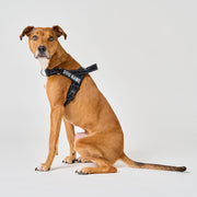 EasyFit No-Pull Harness