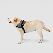EasyFit Flex No-Pull Harness