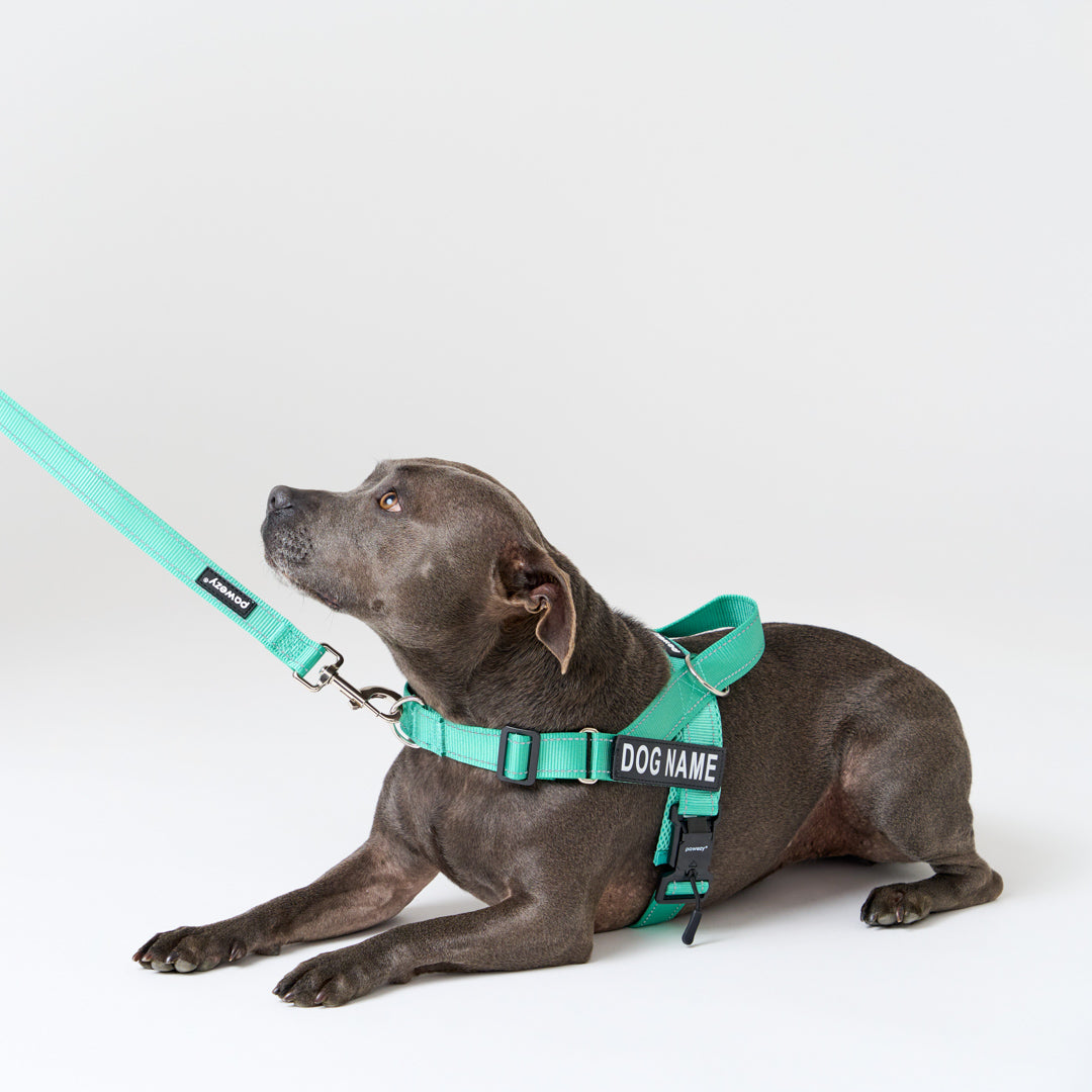EasyFit No-Pull Harness