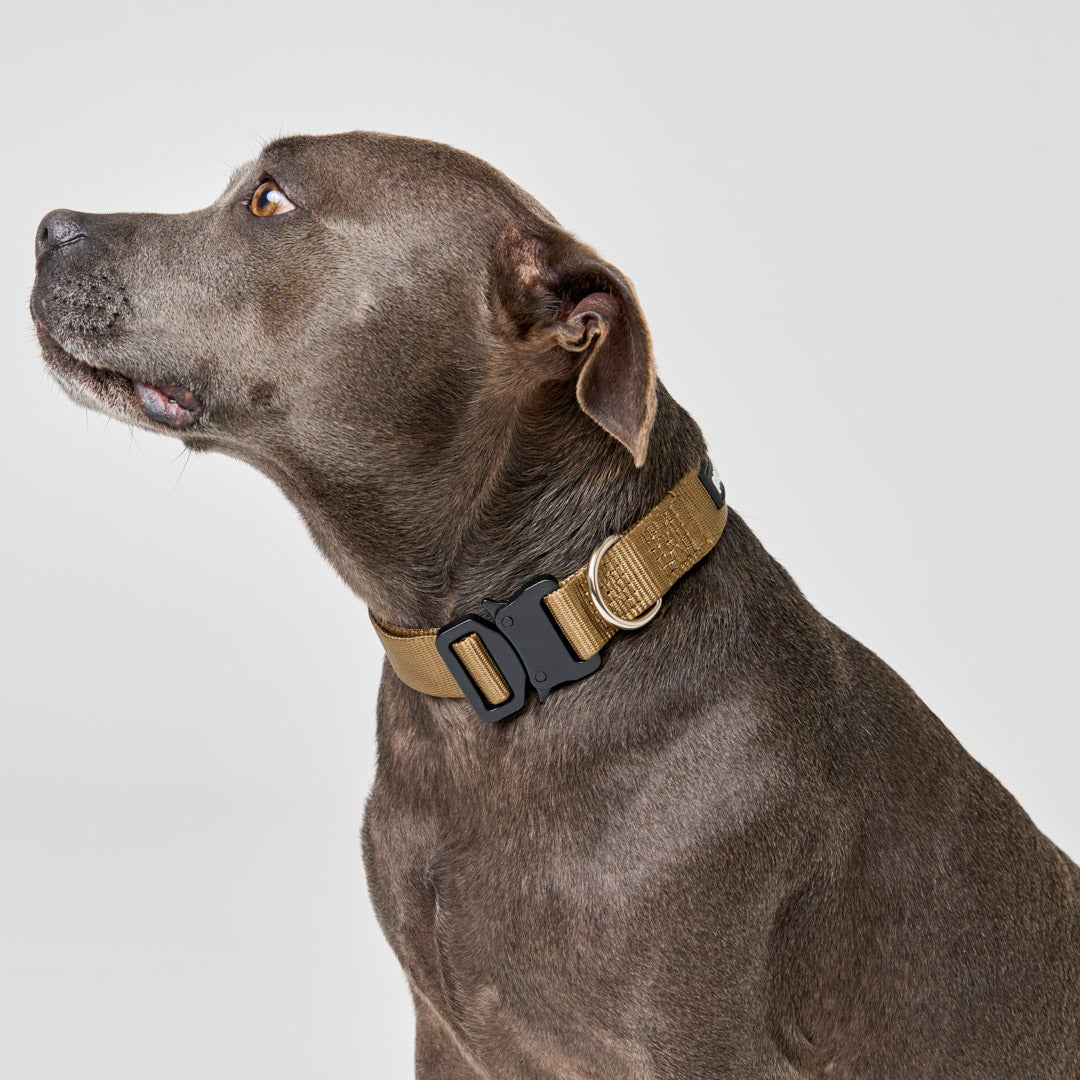 EasyFit Elite Collar