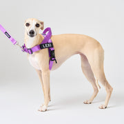EasyFit No-Pull Harness