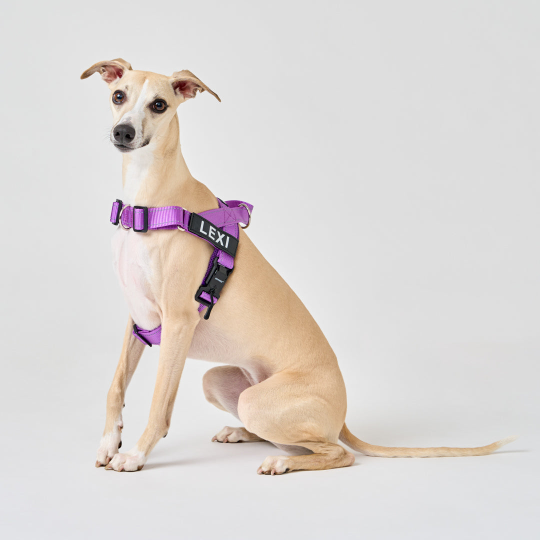 EasyFit No-Pull Harness