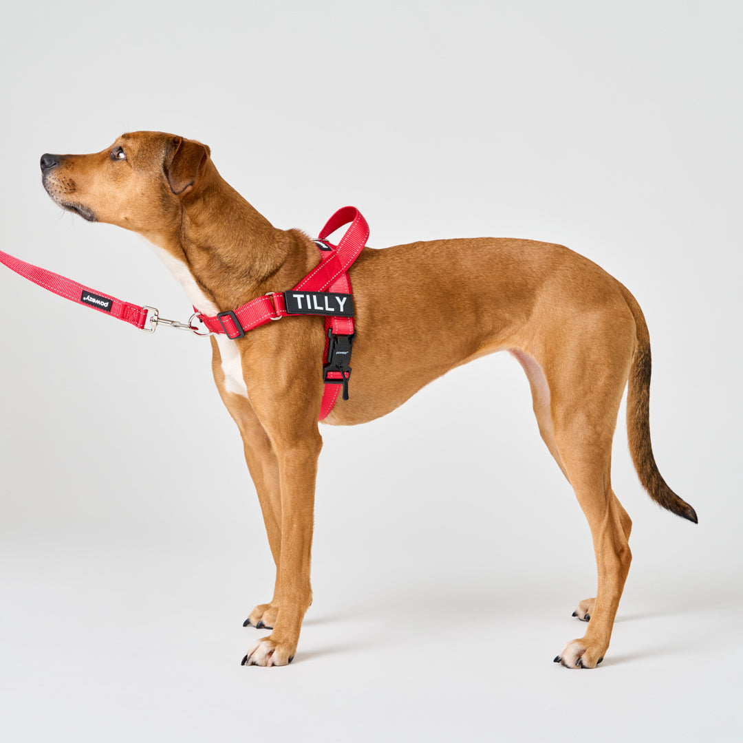 EasyFit No-Pull Harness