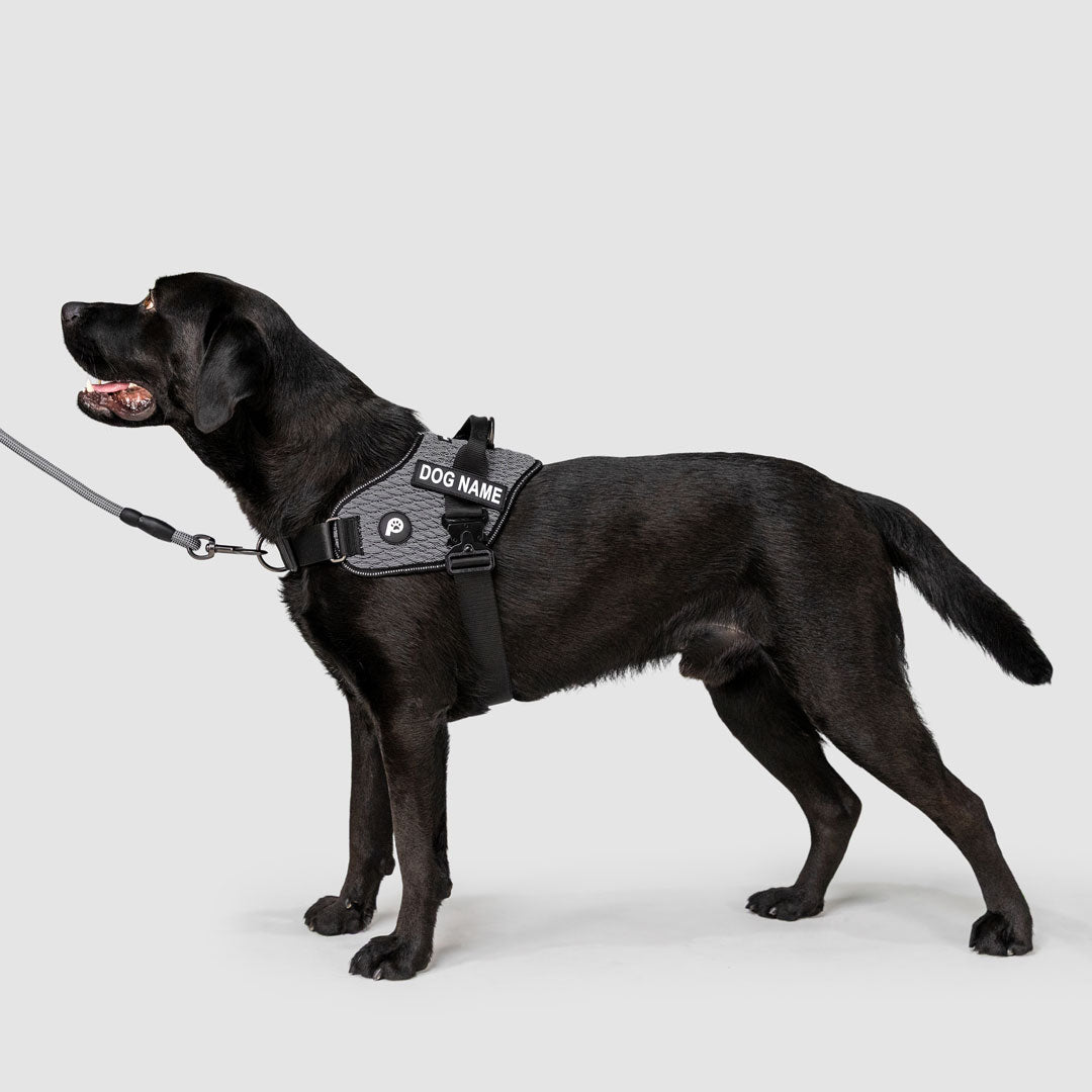 EasyFit Flex No-Pull Harness