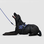 EasyFit Flex No-Pull Harness